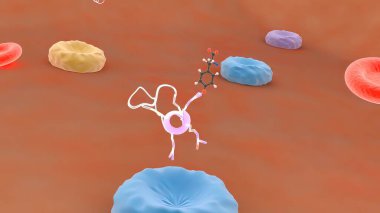 Reseptörler, kan-beyin bariyeri boyunca monoklonal antikorların taşınması.