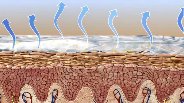 Epidermis, cildin dış katmanıdır ve katmanlı bir epitelyum 33d tıbbi çizim olarak tanımlanır.