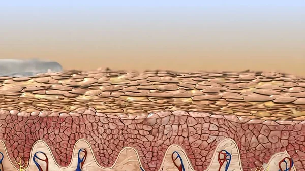 The epidermis is the outer layer of the skin defined as a stratified squamous epithelium.3d medical illustration