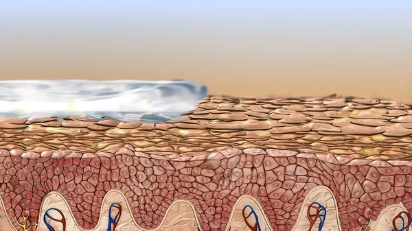 Epidermis Outer Layer Skin Defined Stratified Squamous Epithelium Medical Illustration — 스톡 사진