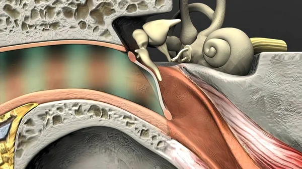 Illustrazione Medica Dell Orecchio Umano — Foto Stock