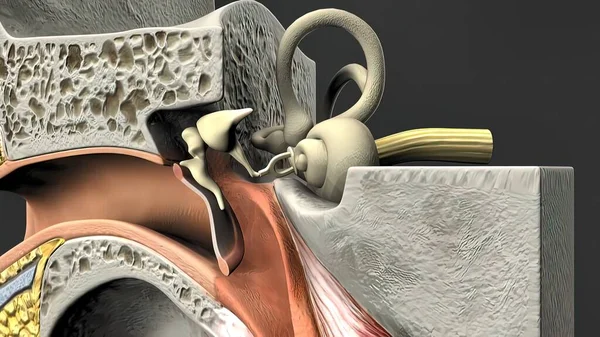 人間の耳の3D医療イラスト — ストック写真