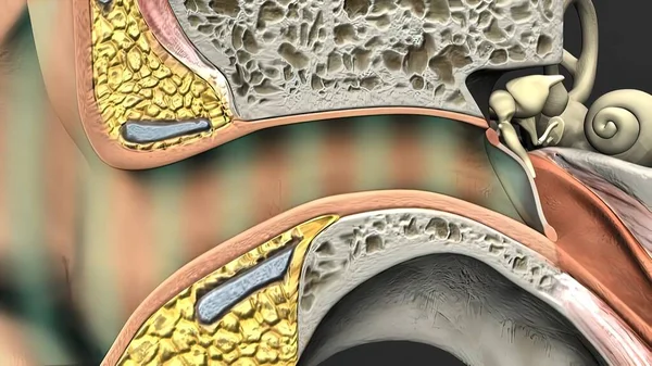 Ilustración Médica Del Oído Humano —  Fotos de Stock