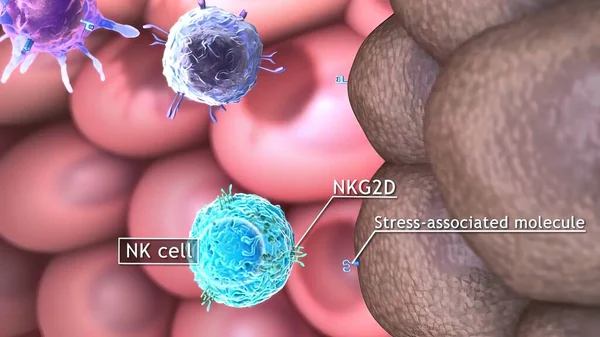 3D medical illustration of T cells: helper T cell and cytotoxic T cell