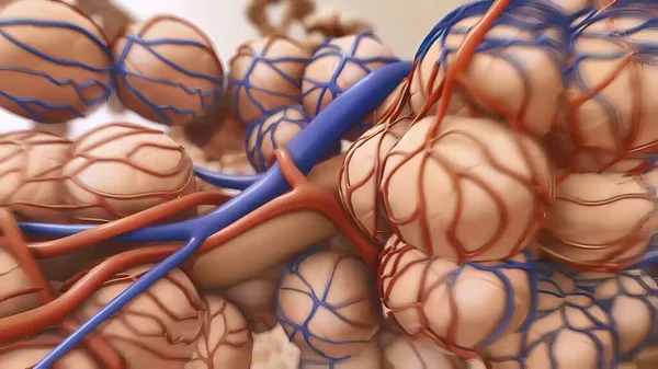 肺胞と毛細血管の間の閉鎖解剖学的構造 酸素と二酸化炭素の交換 外部呼吸機構 — ストック写真