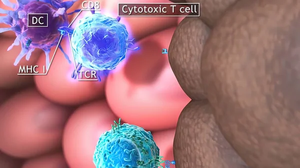 3D medical illustration of T cells: helper T cell and cytotoxic T cell