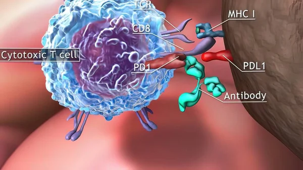 Medical Illustration Cytotoxic Cell Helper Cell Destroys Stress Related Molecule — Stock Photo, Image