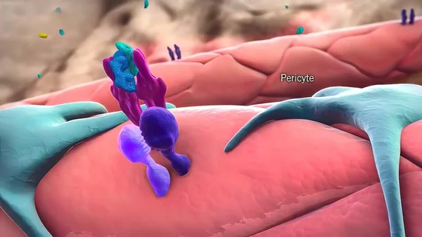 Ангиогенные Перициты Пространственно Изолированные Клетки Медицинская Иллюстрация — стоковое фото