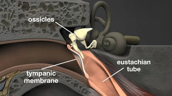 Medical Illustration Human Ear — Stock Photo, Image