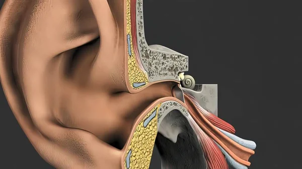Ilustracja Medyczna Ludzkiego Ucha — Zdjęcie stockowe