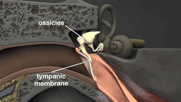 Medical Illustration Human Ear — Stock Photo, Image