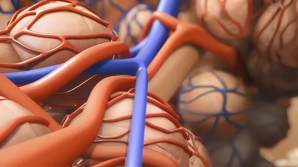 Alveolus Detailní Anatomie Výměna Kyslíku Oxidu Uhličitého Mezi Alveolou Kapilárami — Stock fotografie