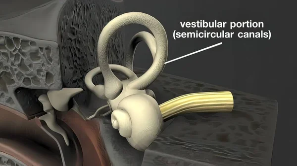 人类耳朵3D医学图解 — 图库照片