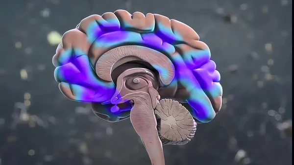 Brain parts 3d Medical Anatomy