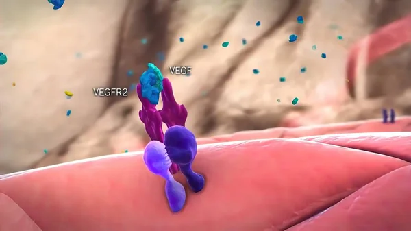 Ангиогенные Перициты Пространственно Изолированные Клетки Медицинская Иллюстрация — стоковое фото