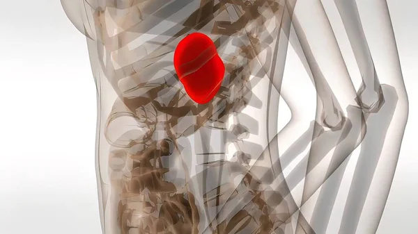 Medical Illustration Human Spleen — Stock Photo, Image