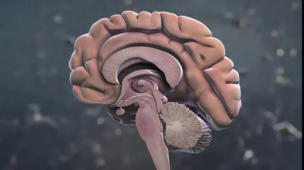 Peças Cerebrais Anatomia Médica — Fotografia de Stock
