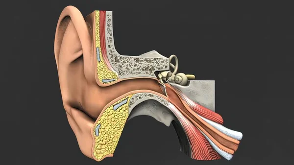 Medicinsk Illustration Det Mänskliga Örat — Stockfoto