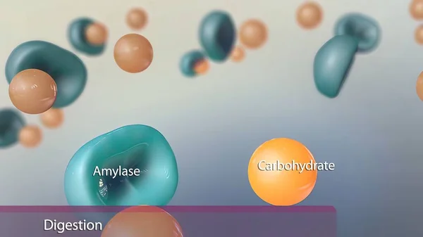 Karbonhidratların Amilaz Hücre Sindirimi Boyutlu Tıbbi Illüstrasyon — Stok fotoğraf