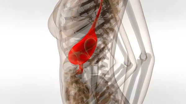 Medical Illustration Human Stomach — Stock Photo, Image