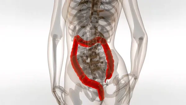 Männlicher Dickdarm Medizinische Anatomie — Stockfoto