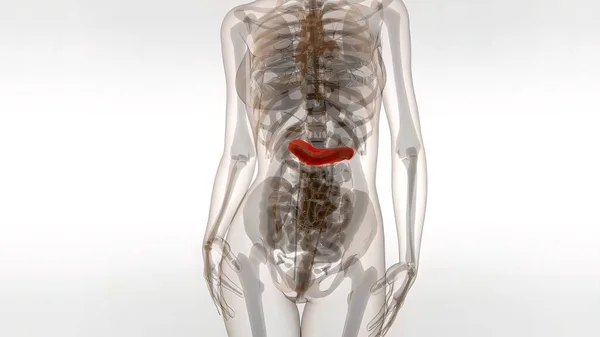 Anatomia Ludzkiej Trzustki — Zdjęcie stockowe