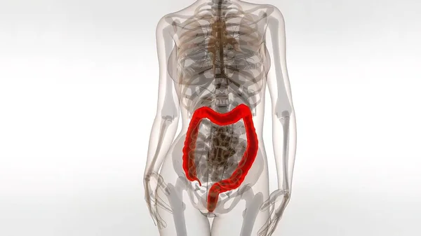 Mänsklig Kolon Medicinsk Anatomi — Stockfoto