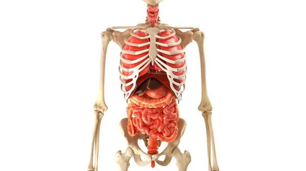Beyaz Arka Planda Iskelet Insan Modeli Organlar Boyutlu Tıbbi Animasyon — Stok fotoğraf