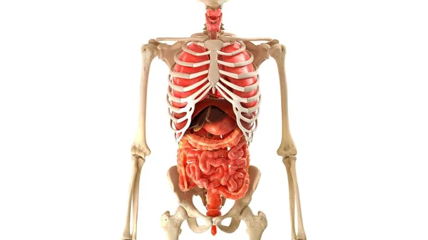 Esqueleto Humano Modelo Órgãos Internos Fundo Branco Animação Médica — Fotografia de Stock