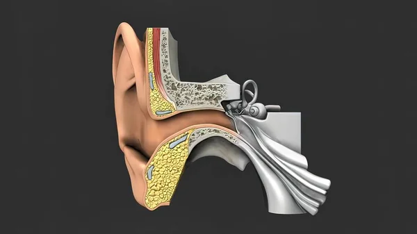 Ilustración Médica Del Oído Humano — Foto de Stock