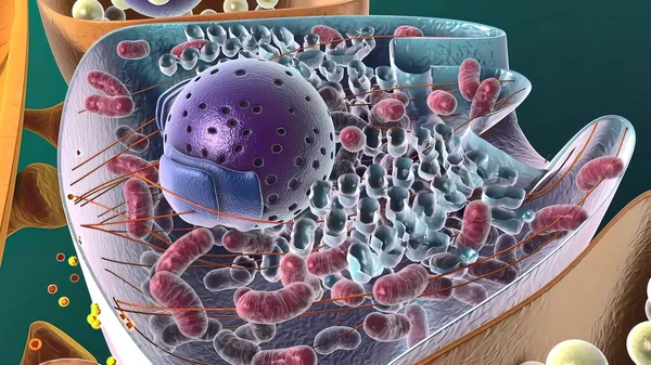 アミロイド前駆タンパク質の切断 3D医療イラスト — ストック写真