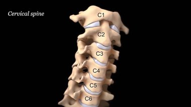 Human spine with nerve roots. 3D Render clipart