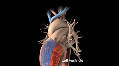 Kalp ritminin bozulması ve büyümesi 3D render