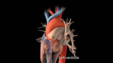 Kalp ritminin bozulması ve büyümesi 3D render