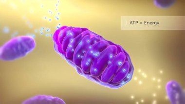 ATP synthase 3D Medikal 3D Render .