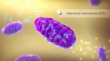 ATP synthase 3D Medikal 3D Render .