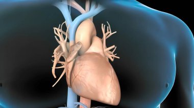 Sinoatriyal düğüm ve kardiyovasküler sistem 3D oluşturma