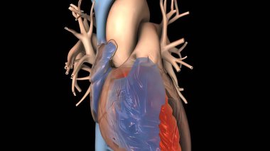 Kalp ritminin bozulması ve büyümesi 3D render