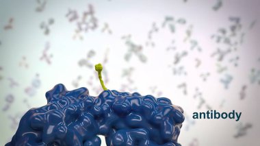 Antikorlar, bağışıklık sistemi tarafından enfeksiyonlarla savaşmak için üretilen proteinlerdir. 3B Hazırlama