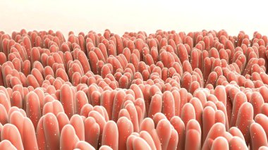 Milyarlarca mikrop bağırsağın içindeki virüse saldırıp yok ediyor. Bakteriler insan vücudundaki iyi mikroorganizmalar tarafından öldürülüyor. 3B Hazırlama