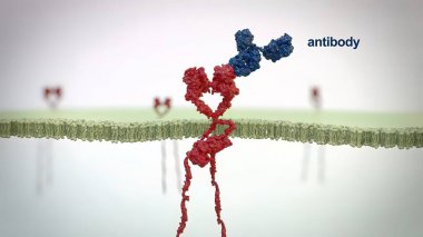 Antikorlar, bağışıklık sistemi tarafından enfeksiyonlarla savaşmak için üretilen proteinlerdir. 3B Hazırlama