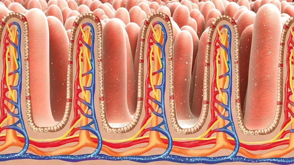 Biliões Microbiomas Atacam Destroem Vírus Dentro Intestino Bactérias Mortas Por — Fotografia de Stock