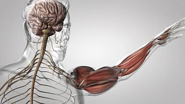 Язи Рук Сухожилля Human Muscle Anatomy Render — стокове фото