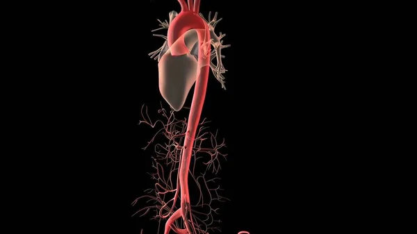 Human Circulatory System Heart Beat Anatomy Render Concept — Stockfoto