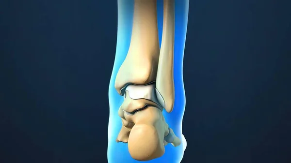 Render Ankle Joint Anatomia Osteoartrite Tornozelo Onde Ossos Longos Tíbia — Fotografia de Stock