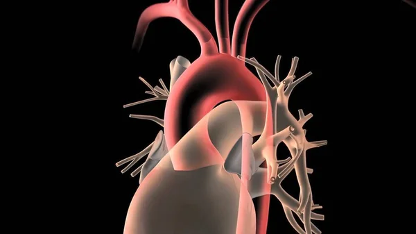 Människans Cirkulationssystem Heart Beat Anatomy Render Concept Tredimensionell — Stockfoto