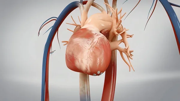 Människans Hjärta Illustration Blodflöde Genom Hjärtat Människans Hjärta Anatomi Pumpa — Stockfoto