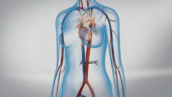 人間の心臓の3Dイラスト心臓の血流心血管系を通して血液を汲み上げる人間の心臓解剖 — ストック写真