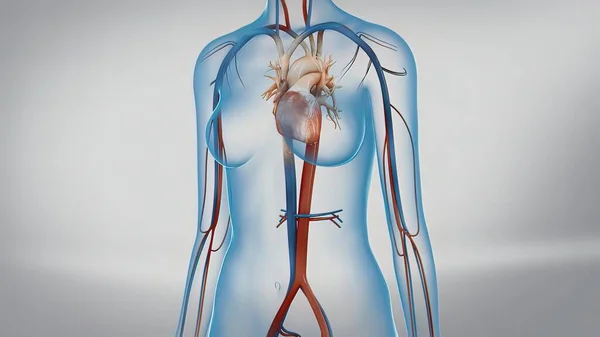 Ilustración Del Corazón Humano Flujo Sanguíneo Través Del Corazón Anatomía —  Fotos de Stock