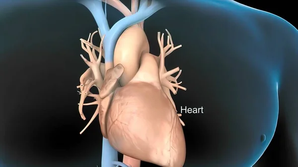 Sinoatrial node and cardiovascular system 3d render